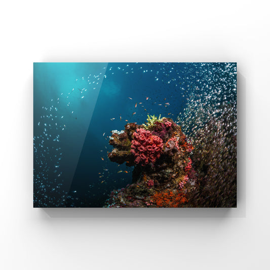 Fine art print: Aqua Ballet: The Dynamic Life of the Coral Reef