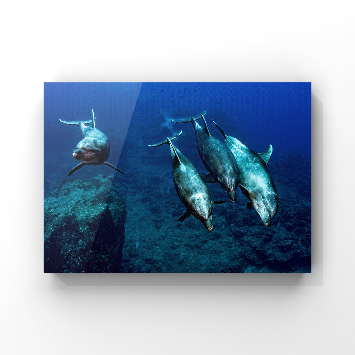 Fine art print: Dolphins Racing