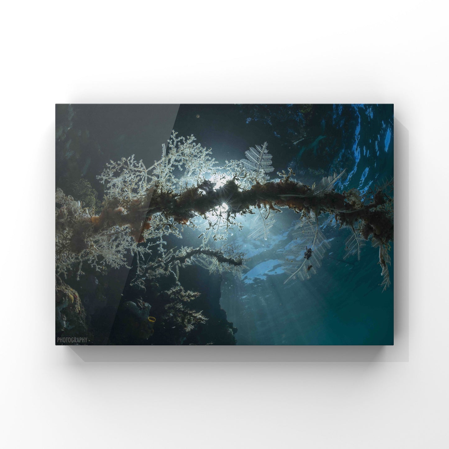 Fine art print: Light as a feather