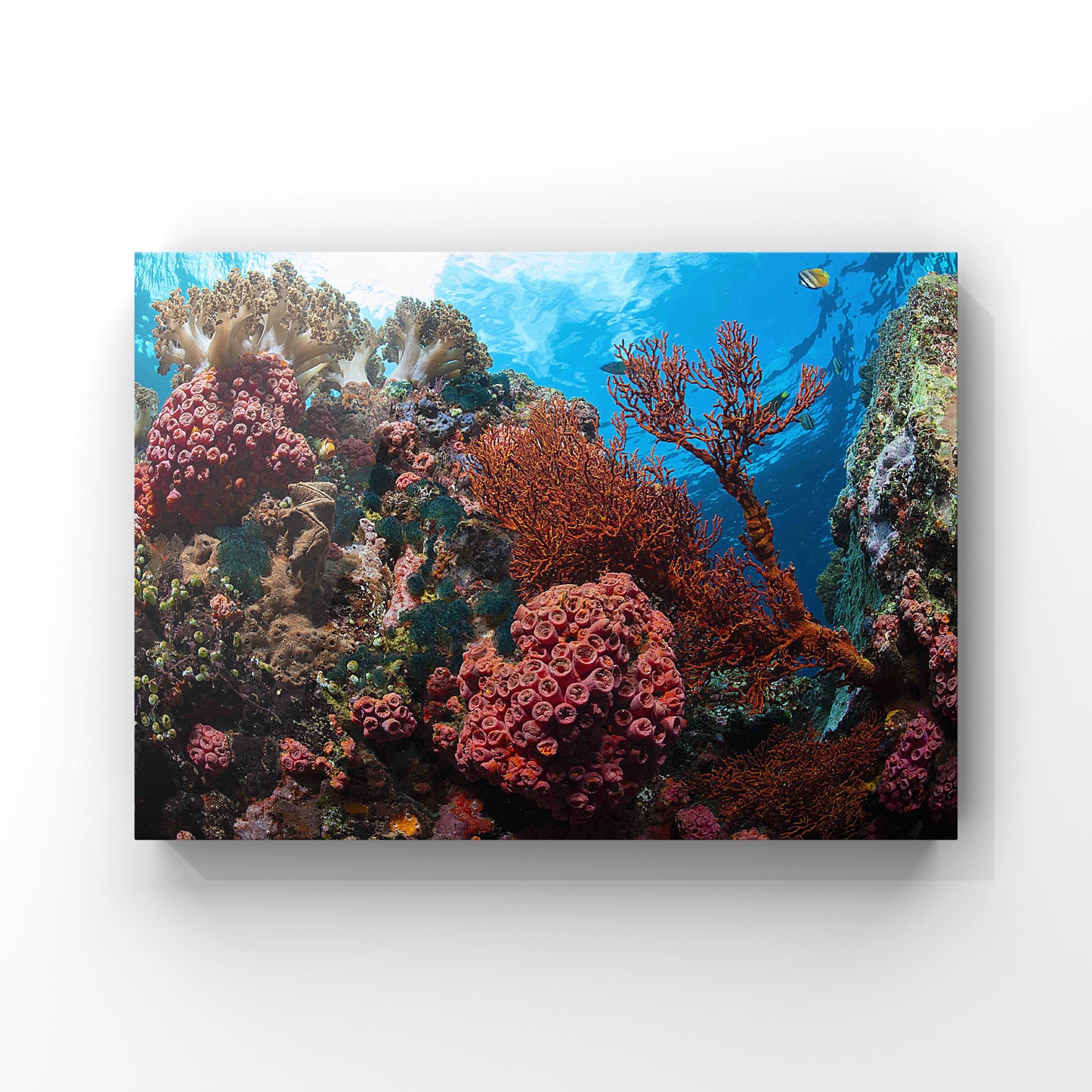 Fine art print: Beneath the Surface: The Vibrant Coral Life