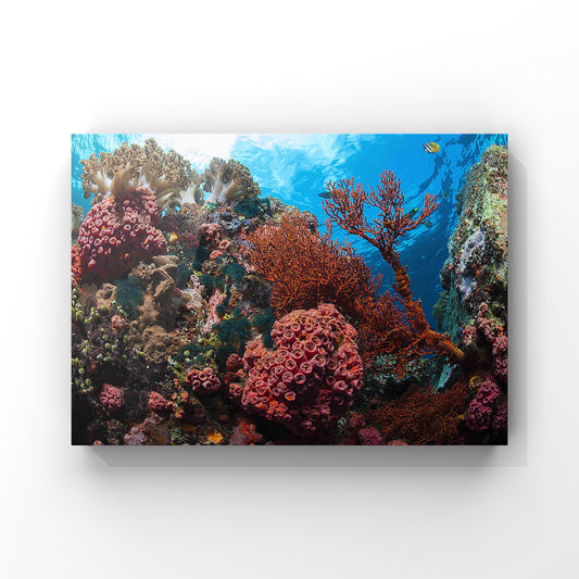 Fine art print: Beneath the Surface: The Vibrant Coral Life