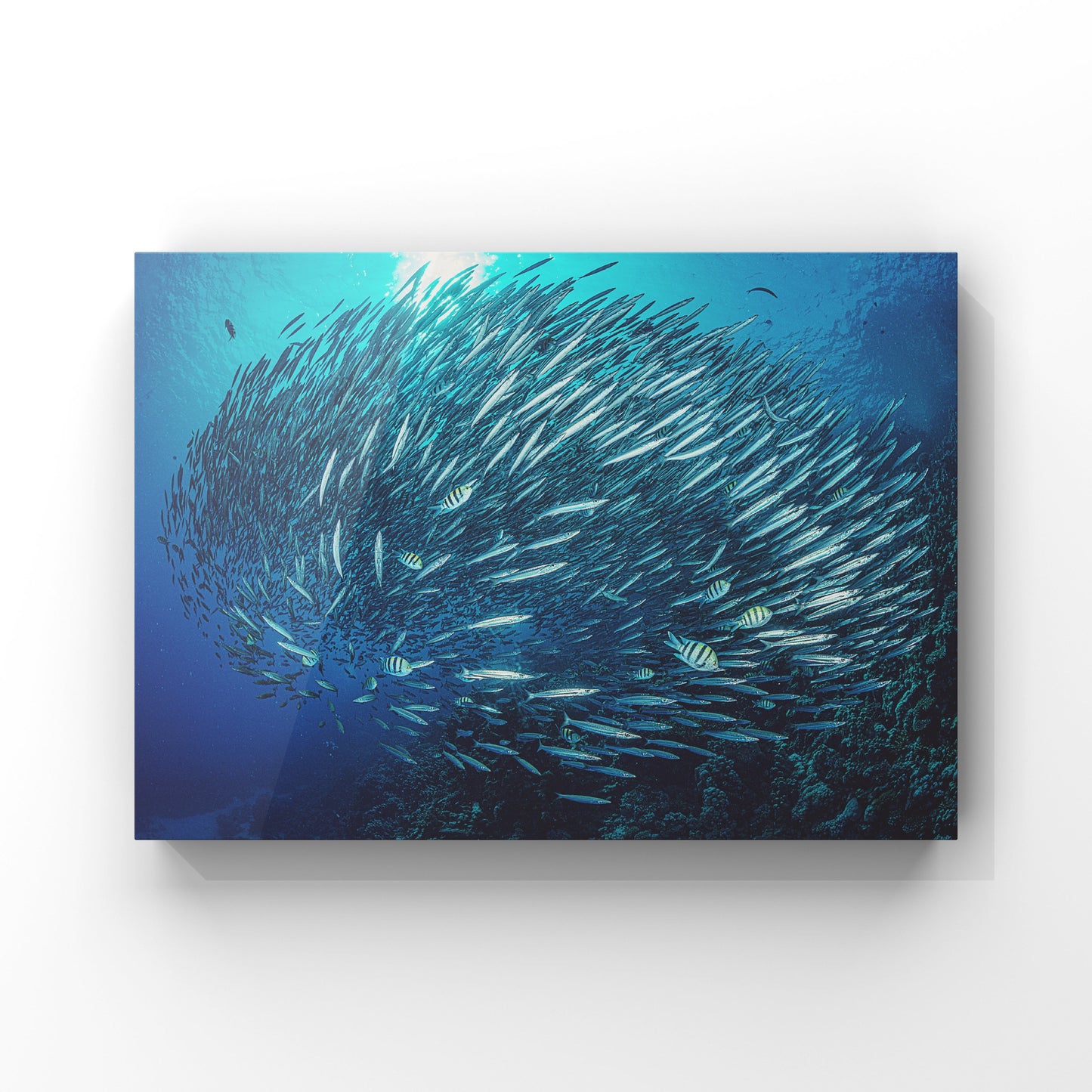 Barracuda Cyclone: The Ocean’s Silver Ballet