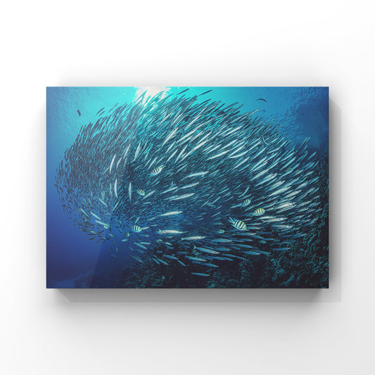 Barracuda Cyclone: The Ocean’s Silver Ballet