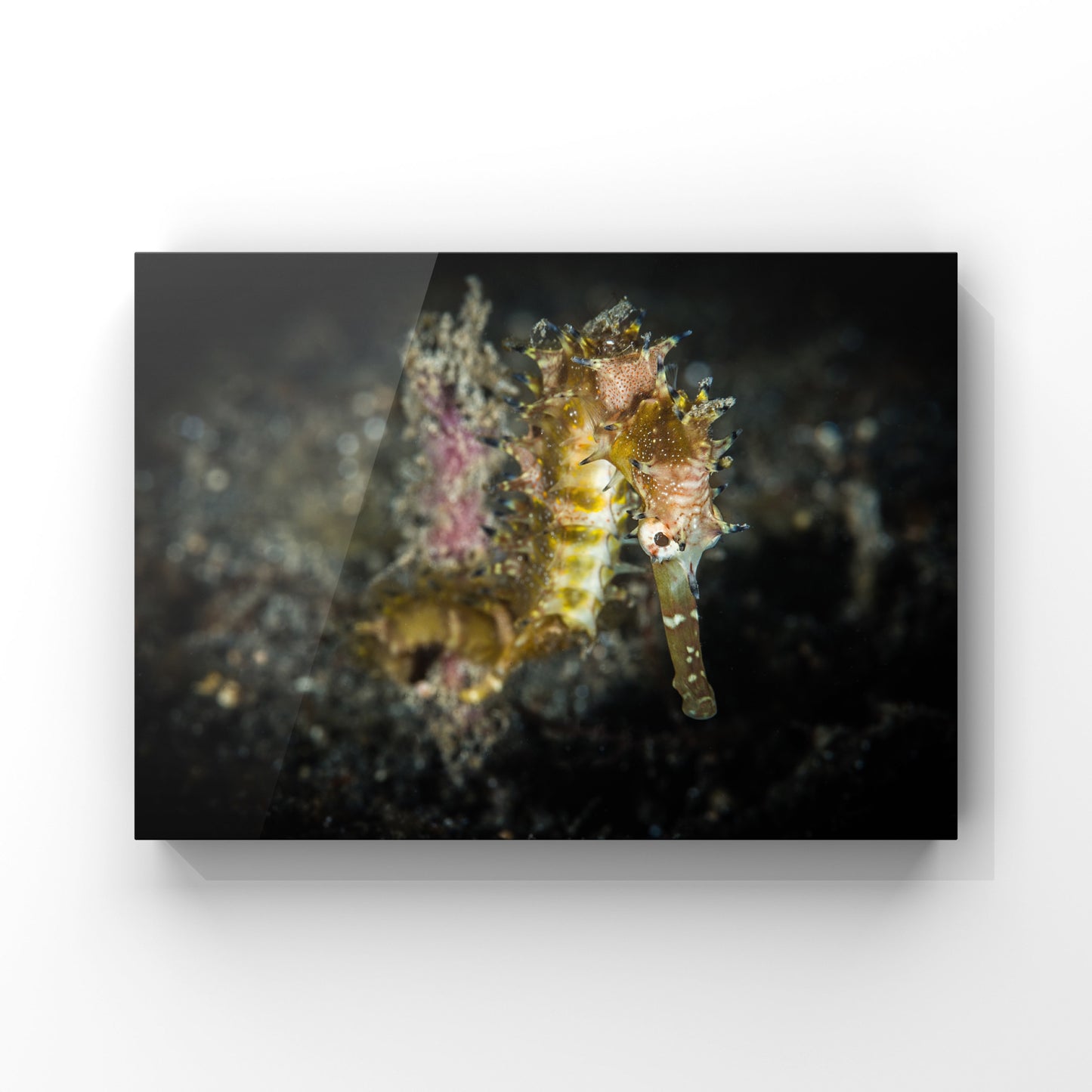 Fine art print: Seahorse