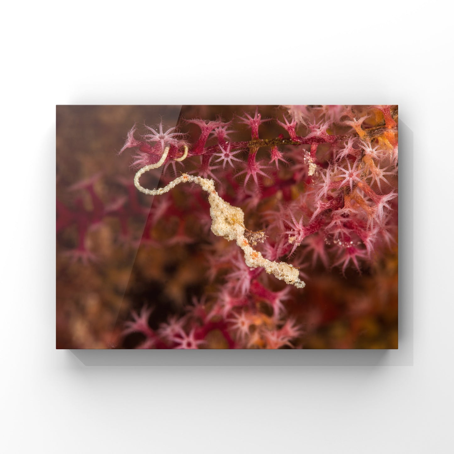Fine art print: Pygmy Sea Dragon