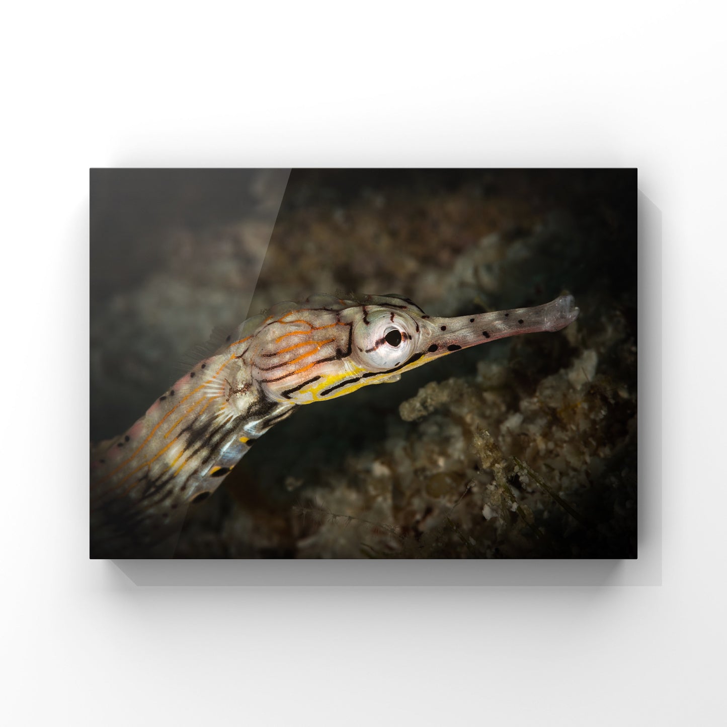 Fine art print: Portrait of a Pipefish