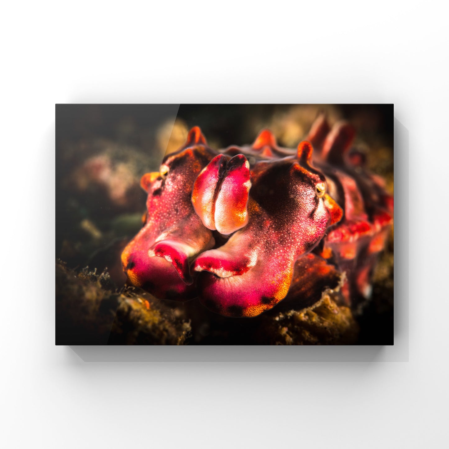 Fine art print: The Flamboyant Cuttlefish