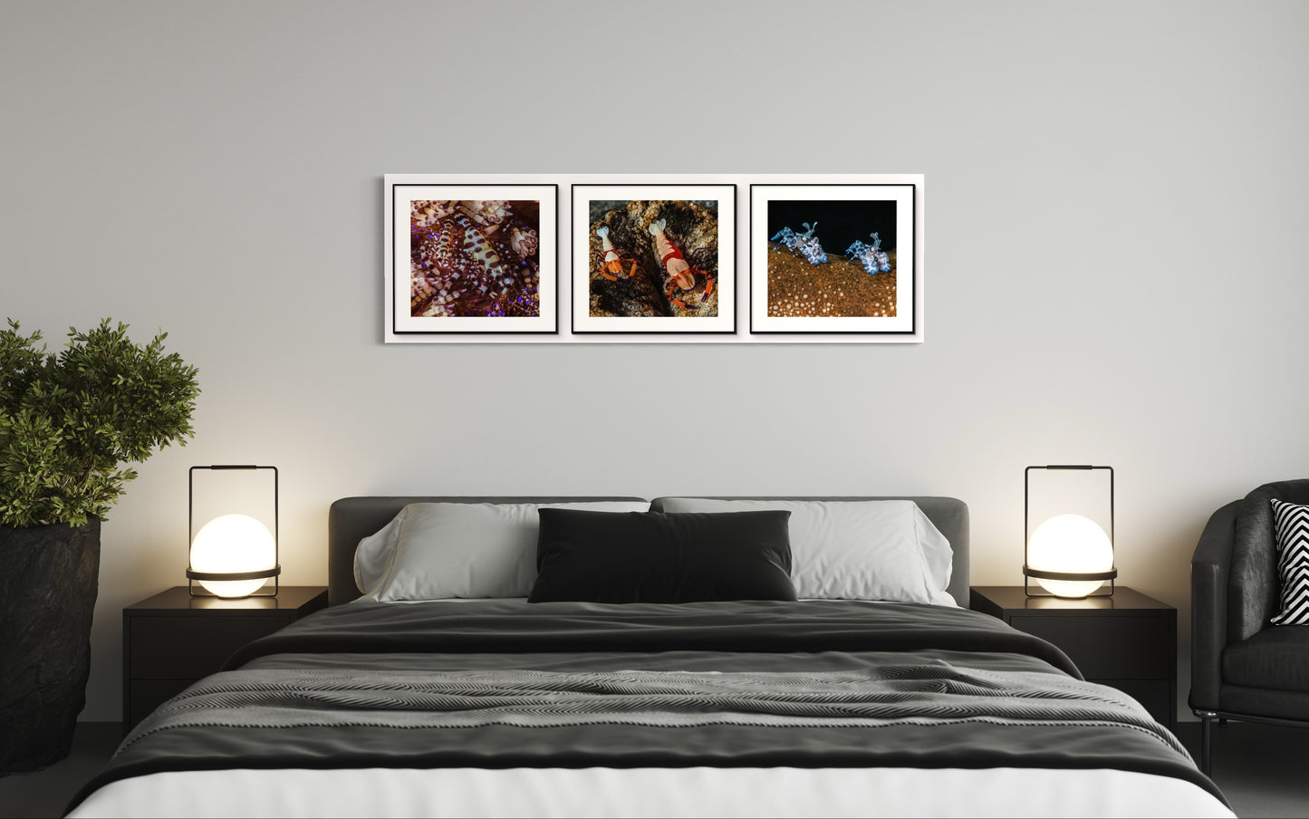 The Trilogy of Shrimp Couples