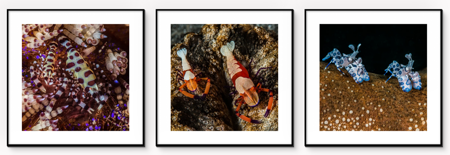 The Trilogy of Shrimp Couples