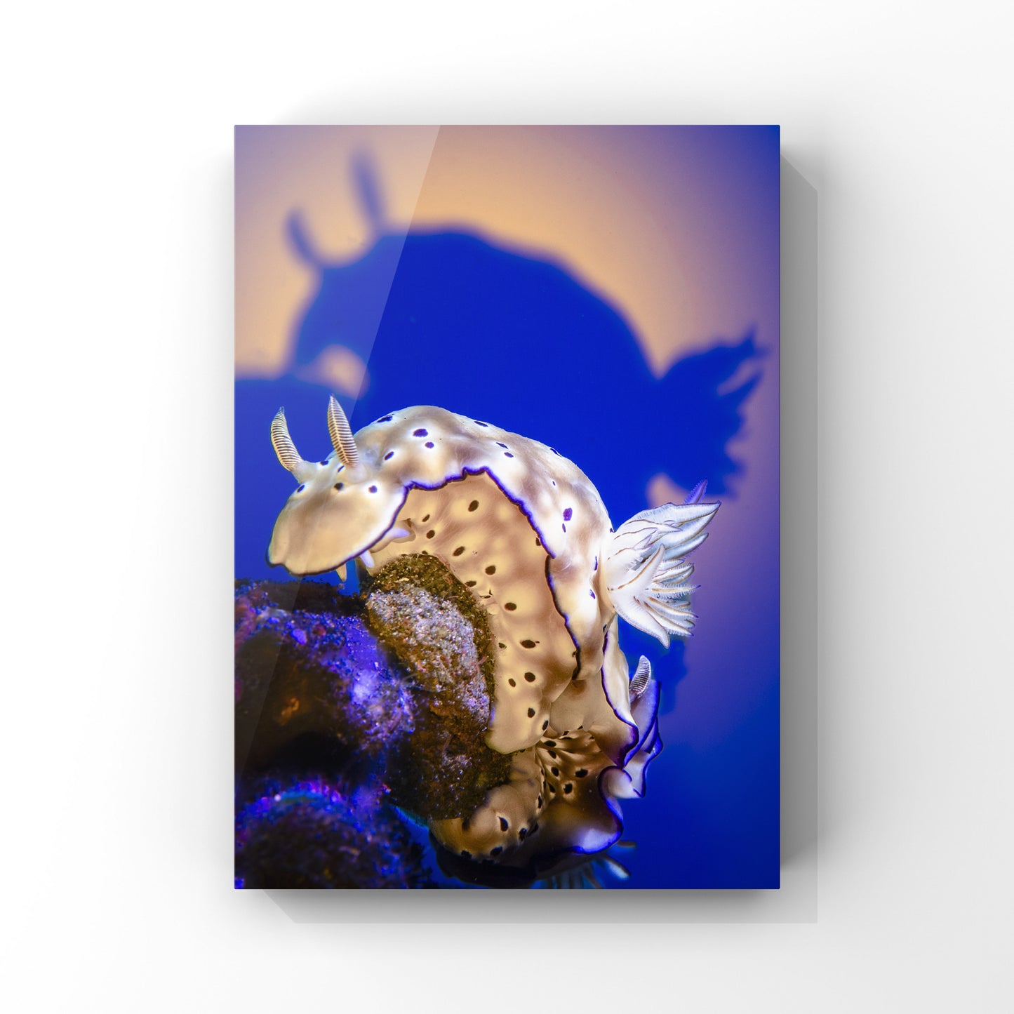Nudibranch Crowned by Moonlight