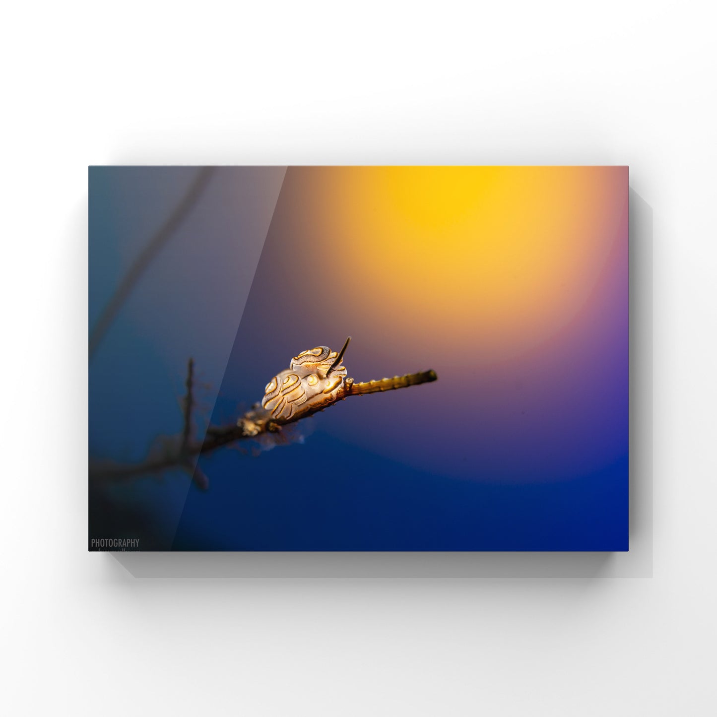 Worshiper of Raising Sun