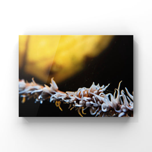 The Whip-Coral Shrimp Guards the Moonligh