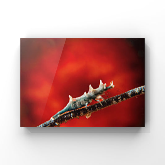 Dragon Shrimp Crosses the Ember Bridge