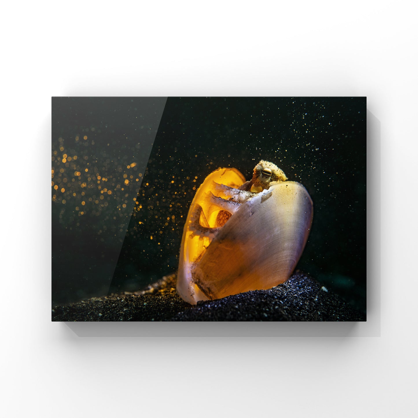 The Lantern Shell Home in the Spotlight