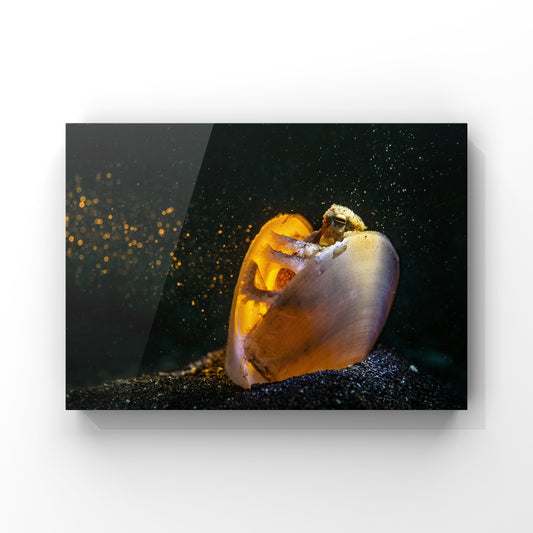 The Lantern Shell Home in the Spotlight