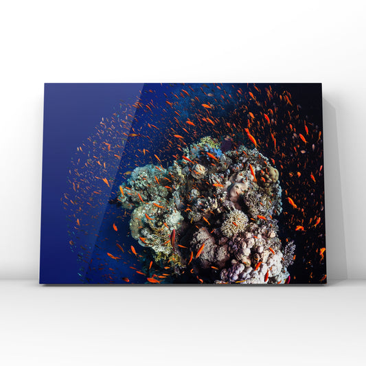 Fine art print: Dancing Around the Reef