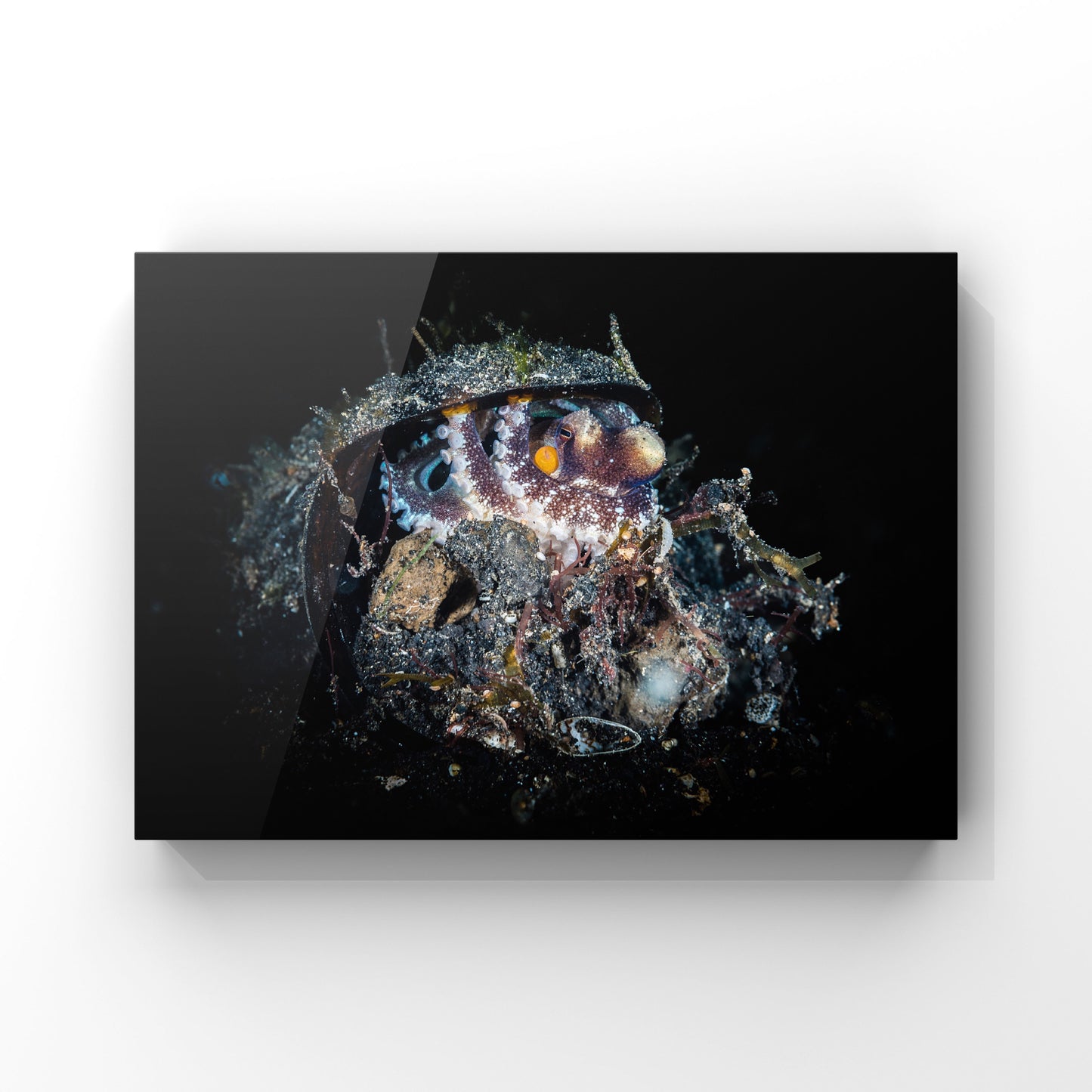 Fine art print: Coconut Octopus Hiding