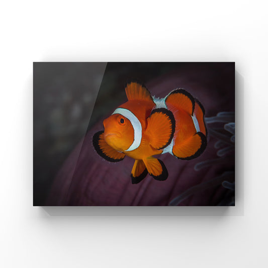 Fine art print: Portrait of a Clown Fish