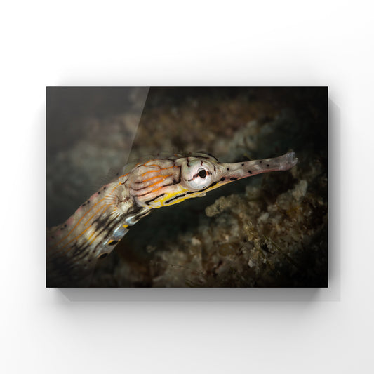 Fine art print: Portrait of a Pipefish