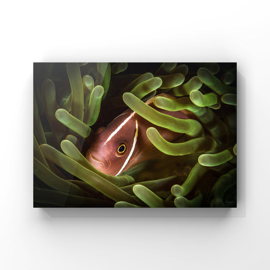 Fine art print: Clown Fish Hiding in the Anemone