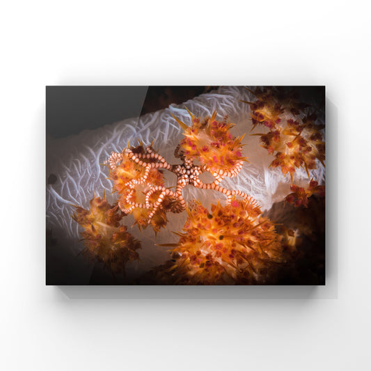 Fine art print: A Little Starfish